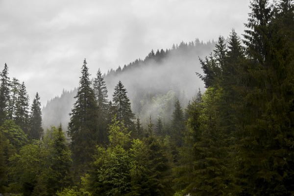In den Tiefen des Harzes: Herbert Faschings Reise durch sagenumwobene Wälder und Bergbautraditionen